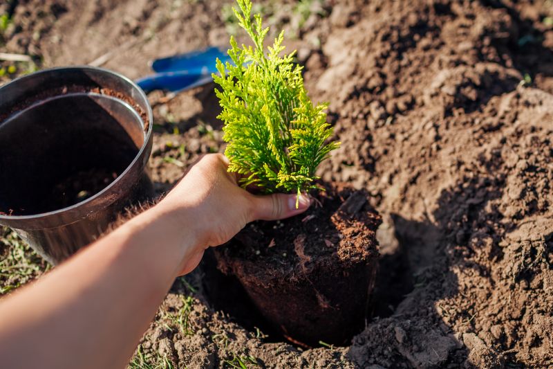 Tree Planting Service in Honolulu, HI
